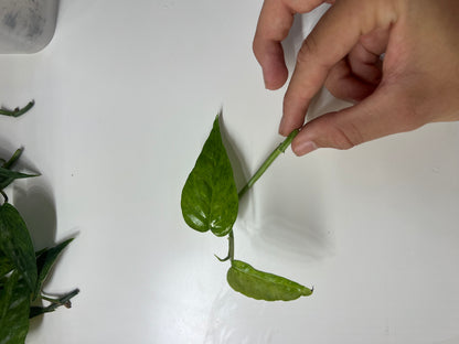 Epipremnum pinnatum mint variegated