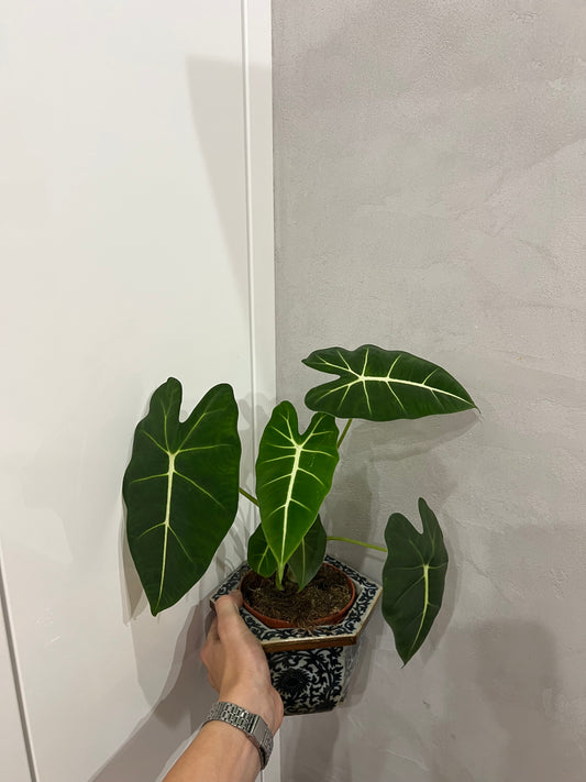 Alocasia frydek