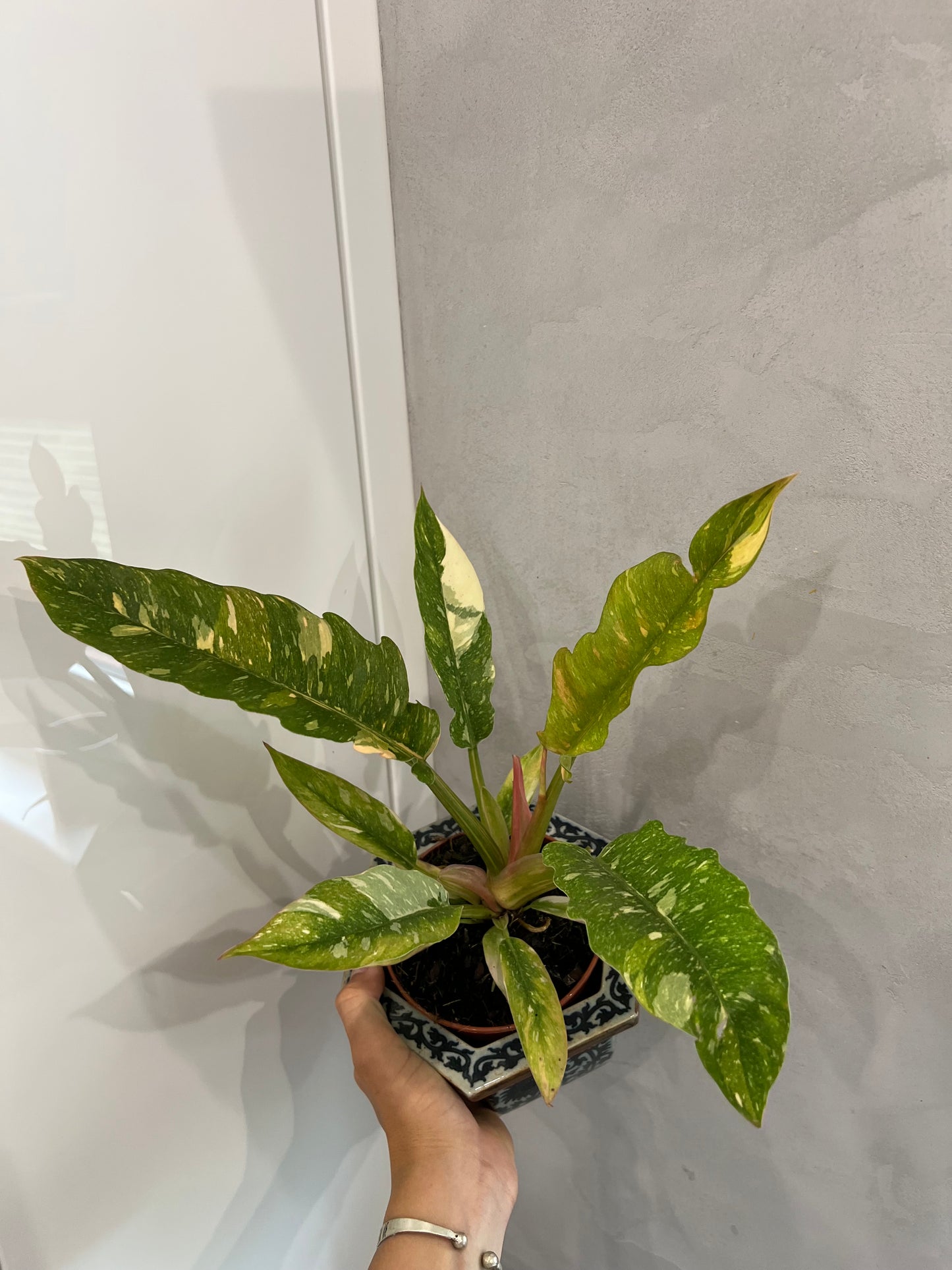 Philodendron ring of fire