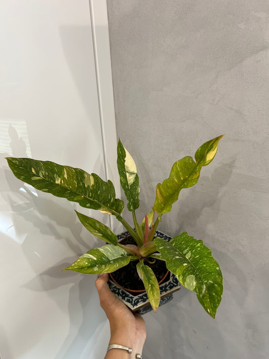 Philodendron ring of fire