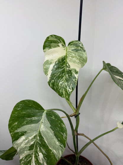 Monstera albo