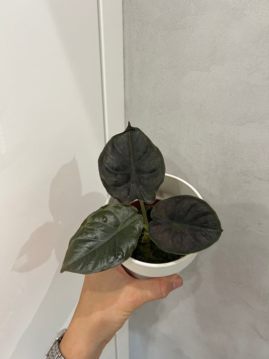 Alocasia infernalis black magic