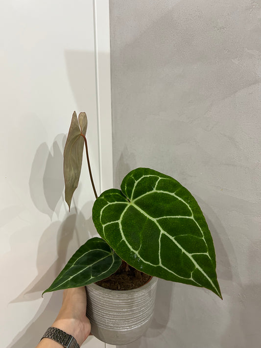 Anthurium crytallinum