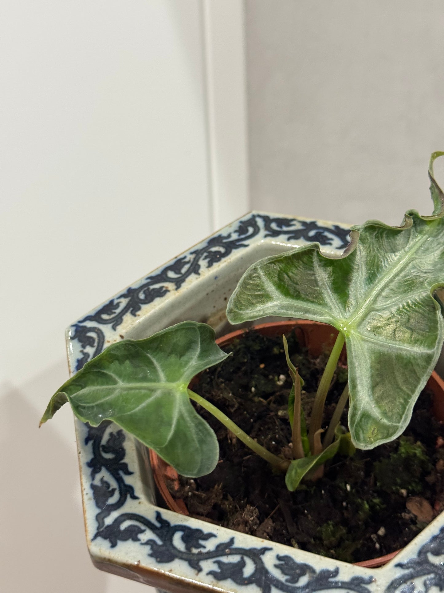 Alocasia loco