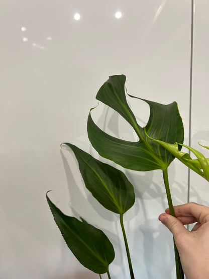 Monstera burle marx flame