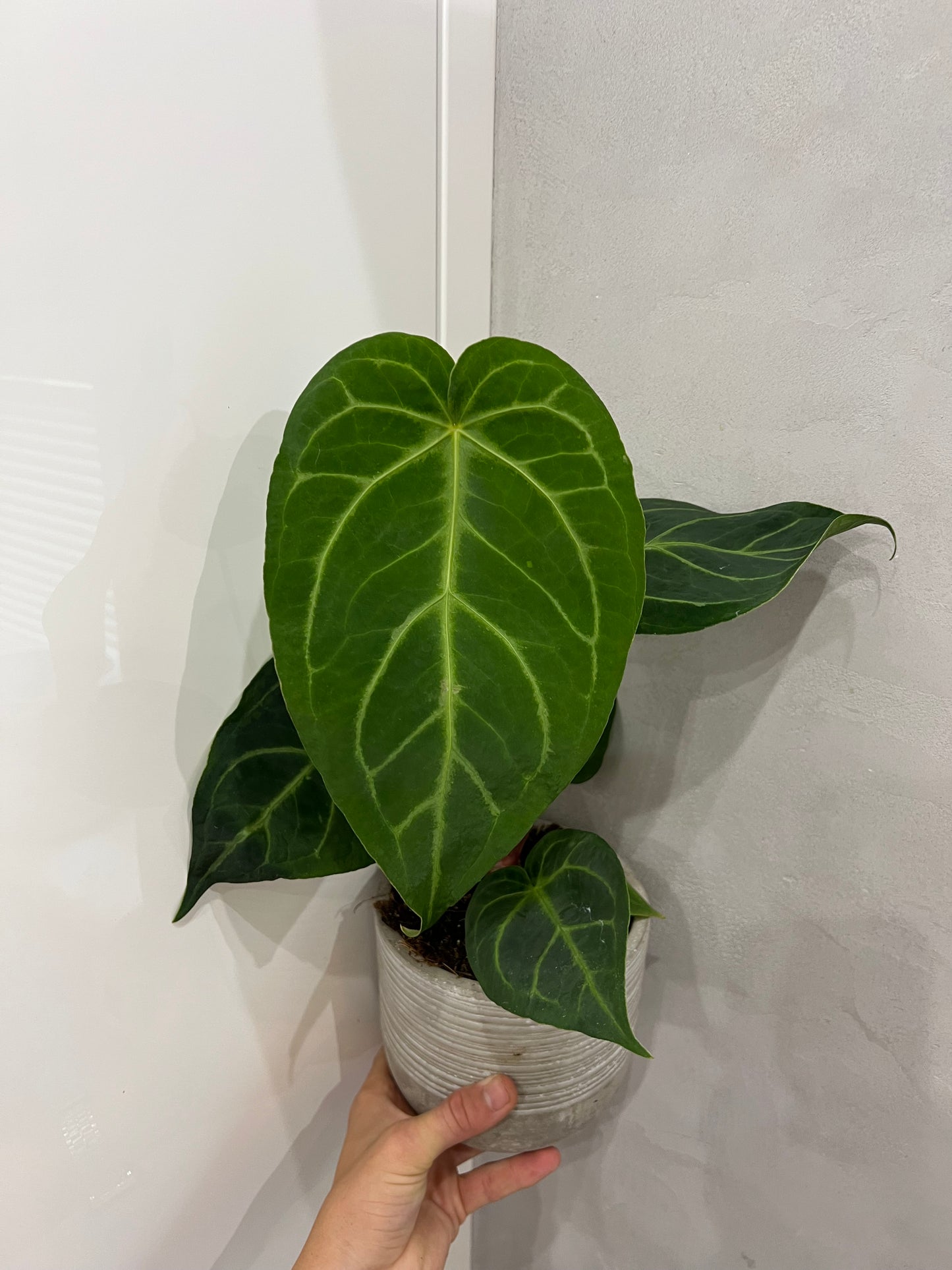 Anthurium magnificum