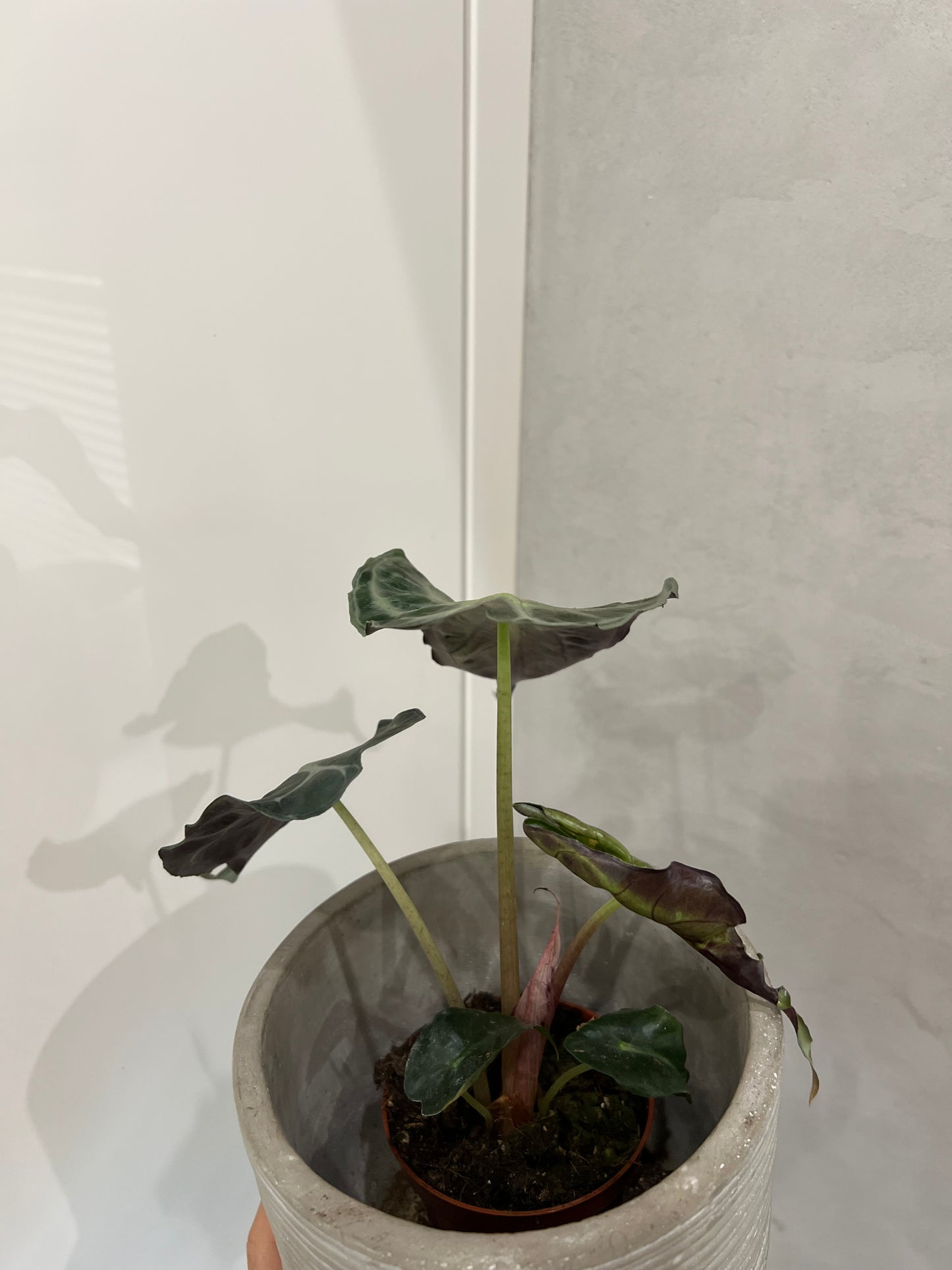 Alocasia venom