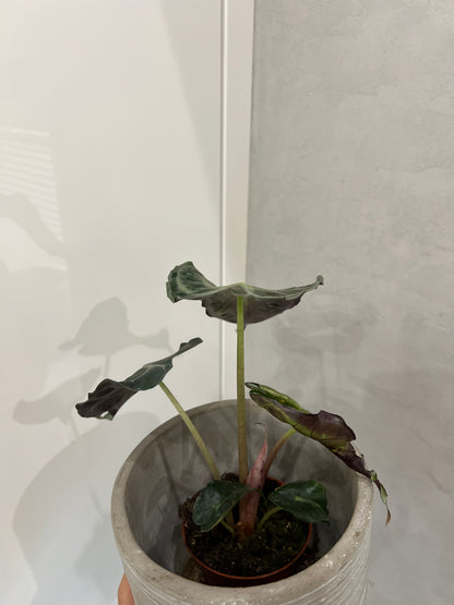 Alocasia venom
