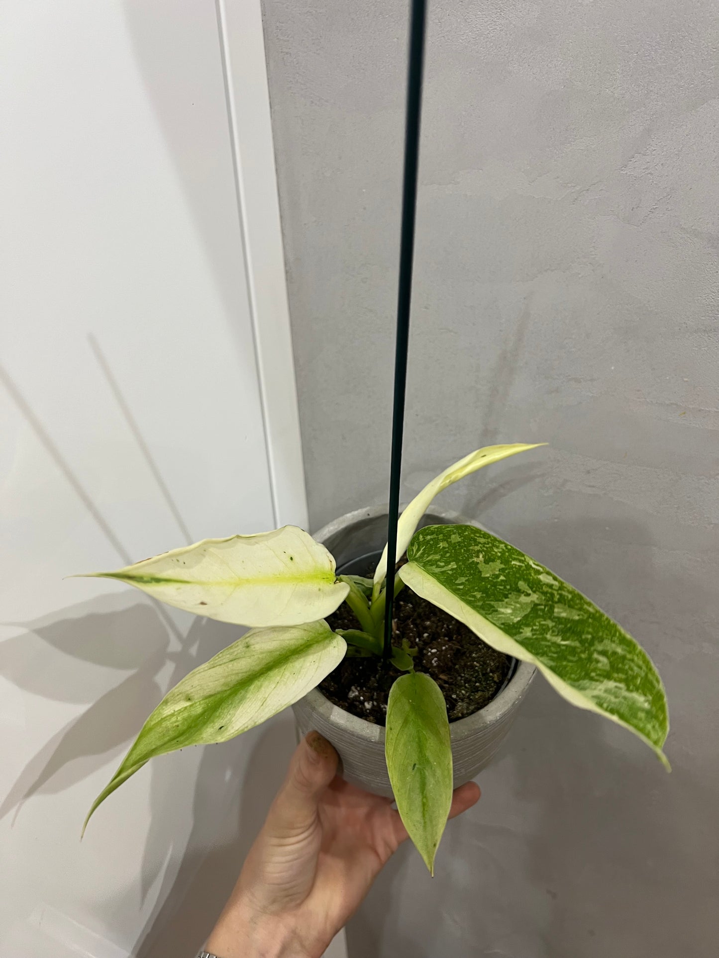 Philodendron jose bueno