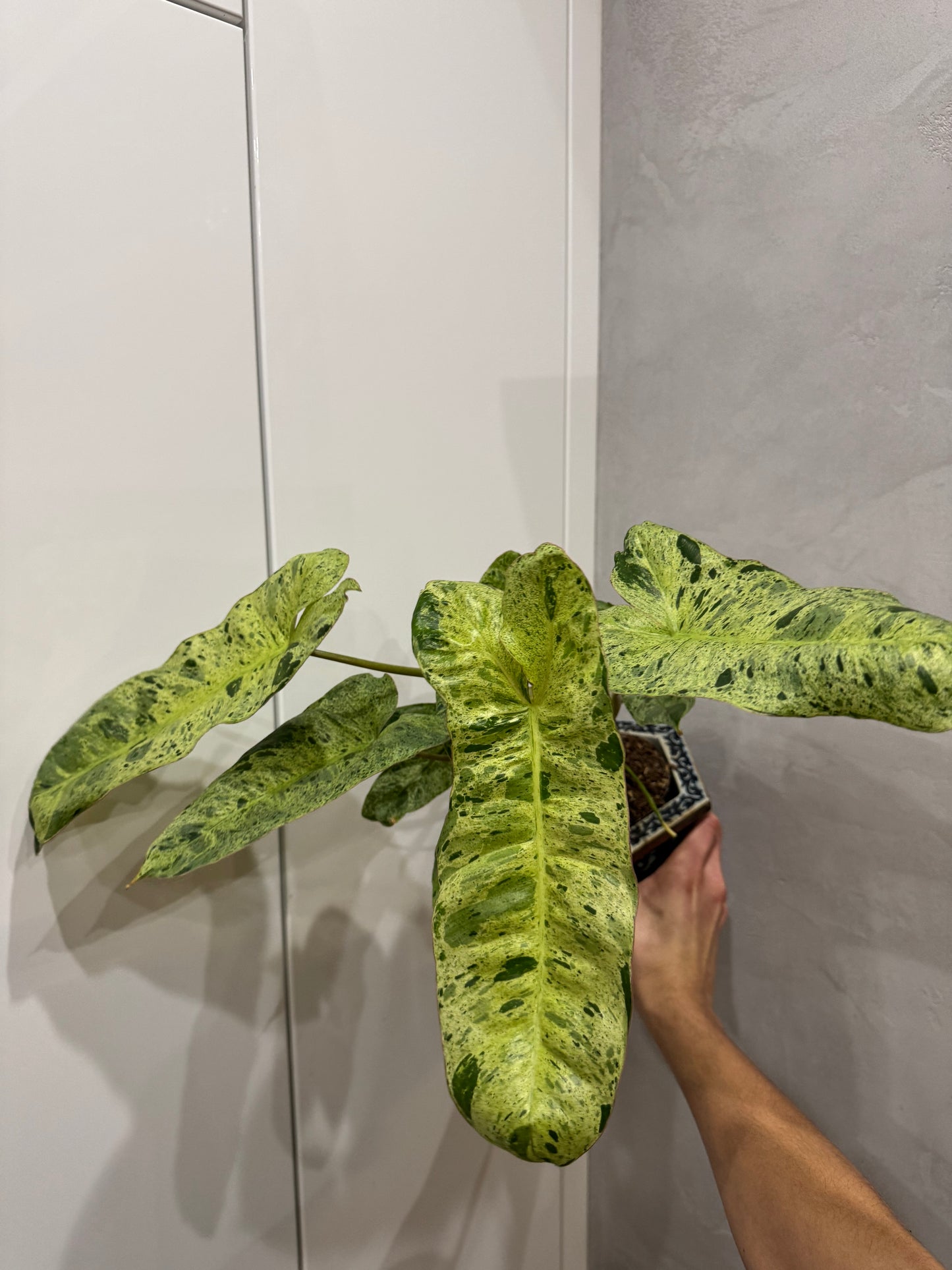Philodendron paraiso verde