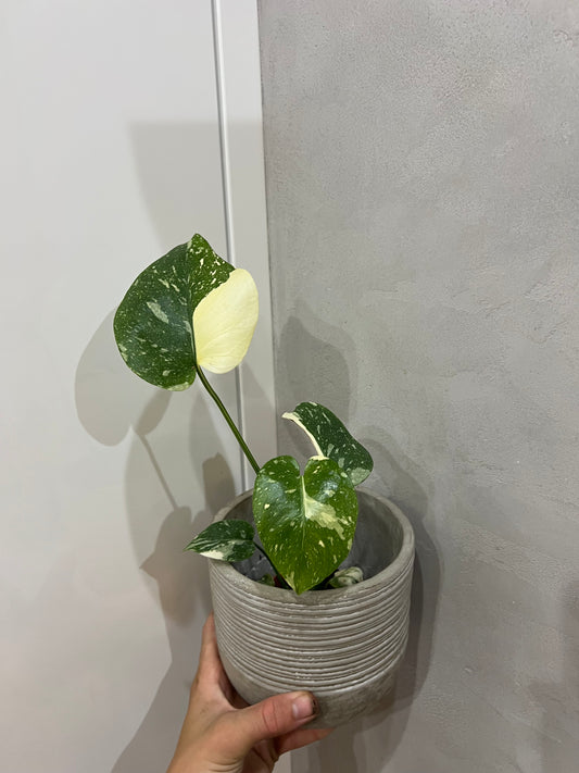 Monstera thai