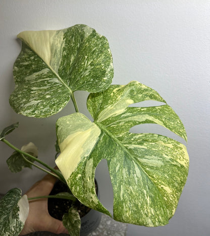 monstera creme brulee