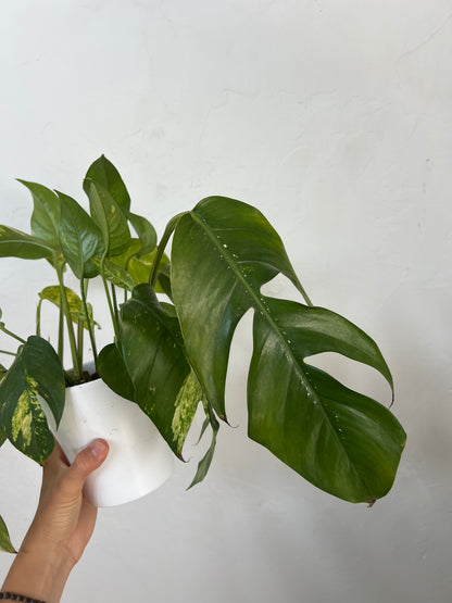 Epipremnum pinnatum cintho goldenfinger