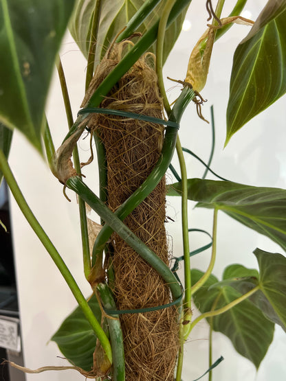 Philodendron splendid