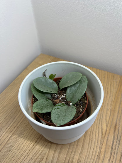 Hoya Grey Ghost