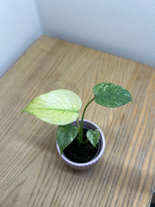 Monstera del. mint