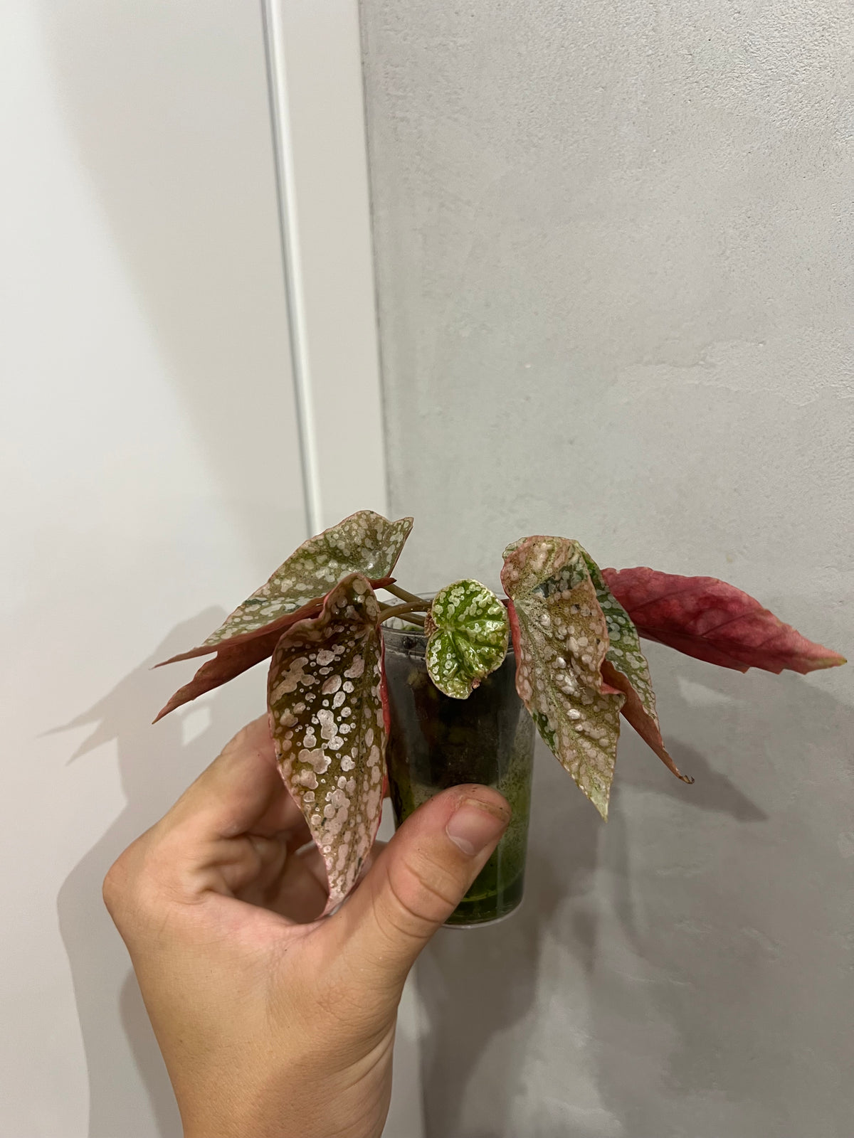 Begonia Snow Capped Pink Variegated