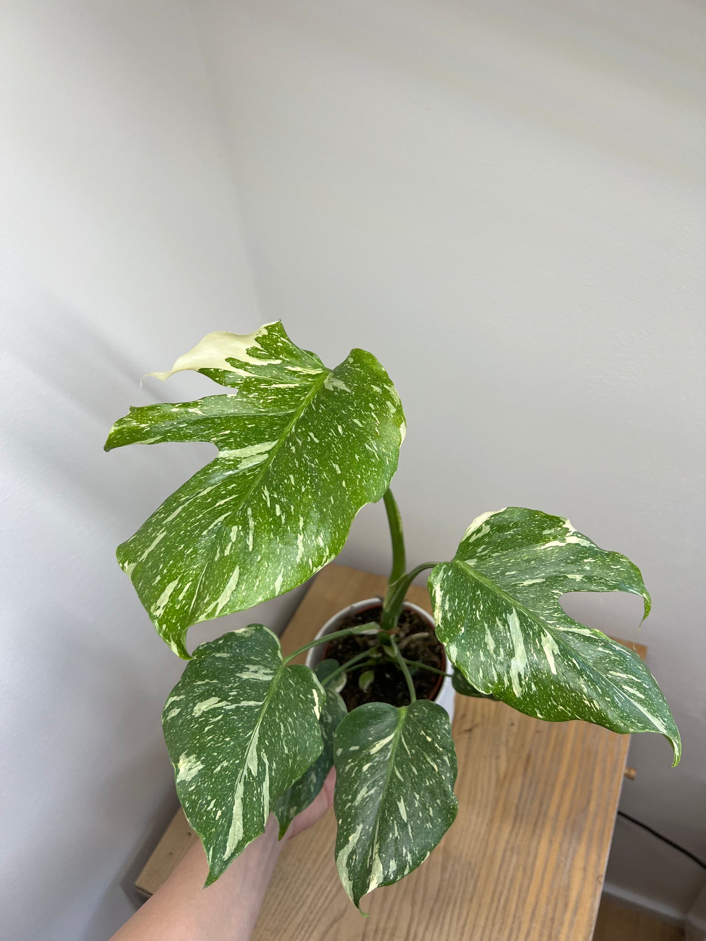 Monstera thai constellation