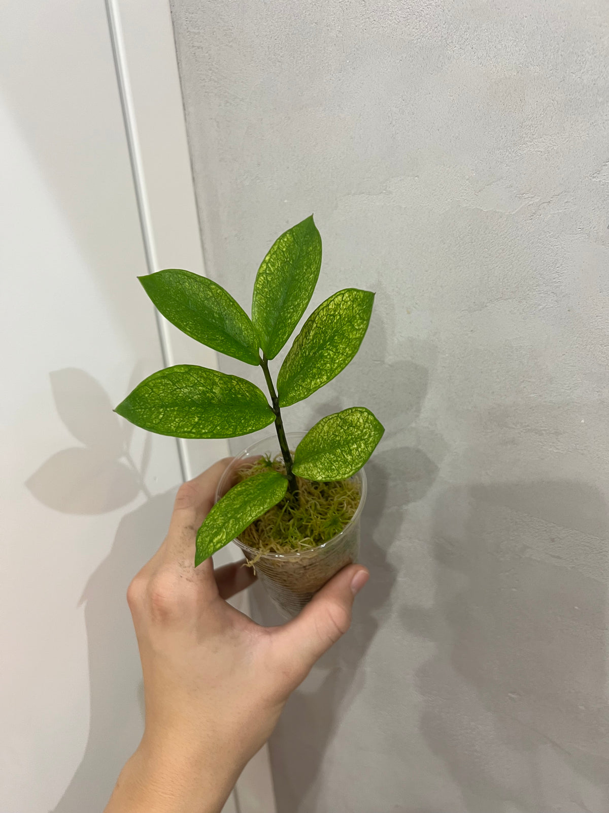 Zamioculcas chameleon variegated