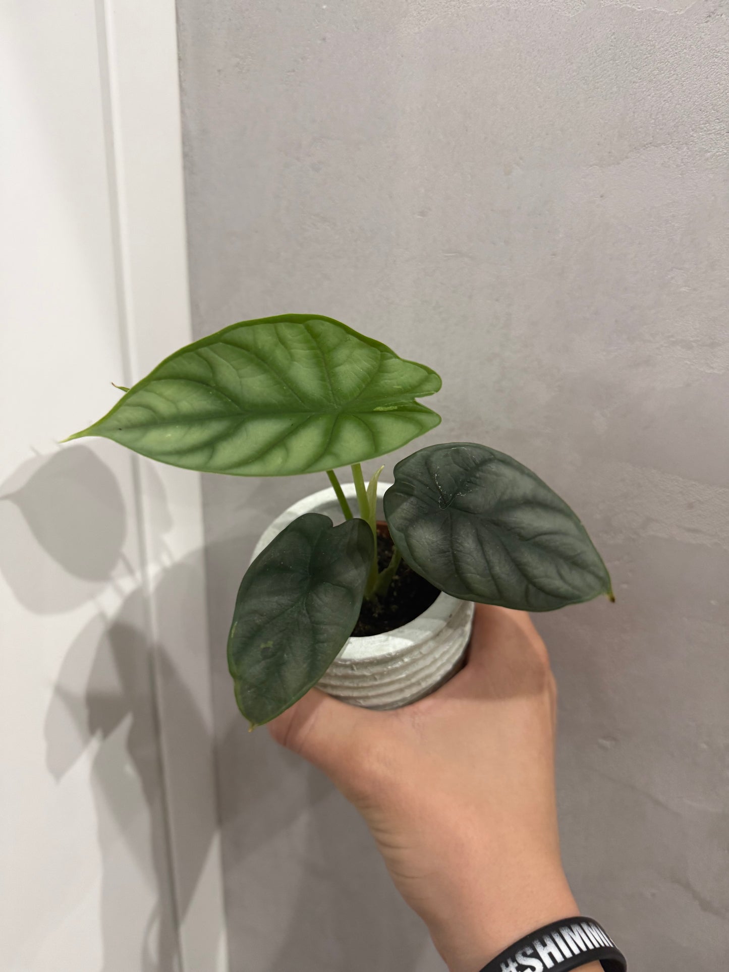 Alocasia Silver Dragon