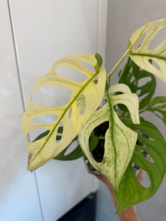 Monstra adansonii albo
