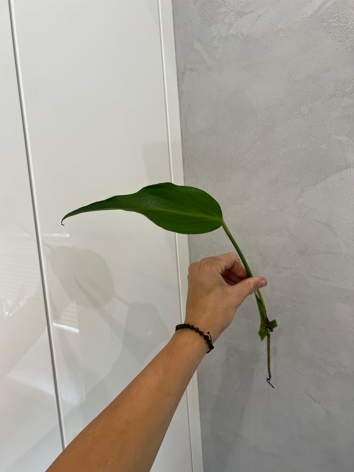 Monstera burle marx flame