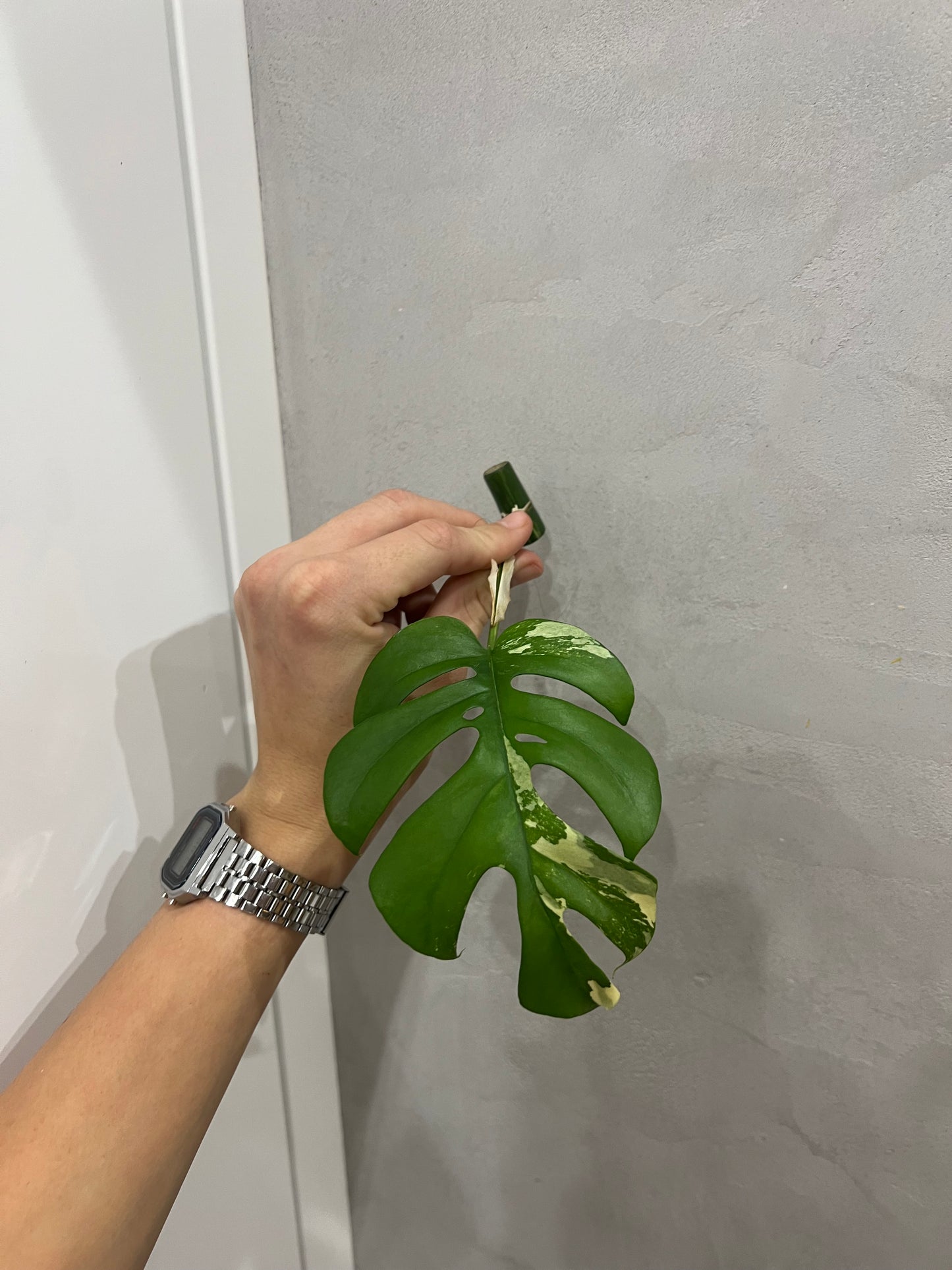 Rhaphidophora Tetrasperma variegated