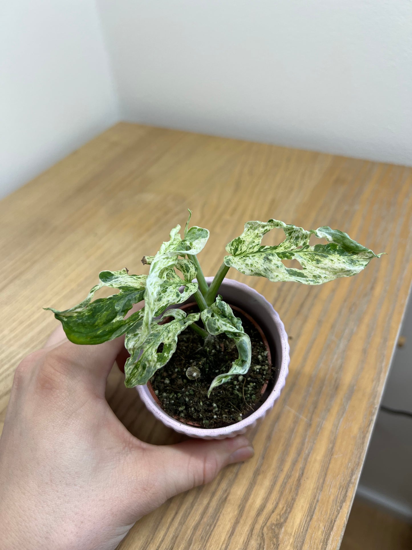 Monstera frozen freckles