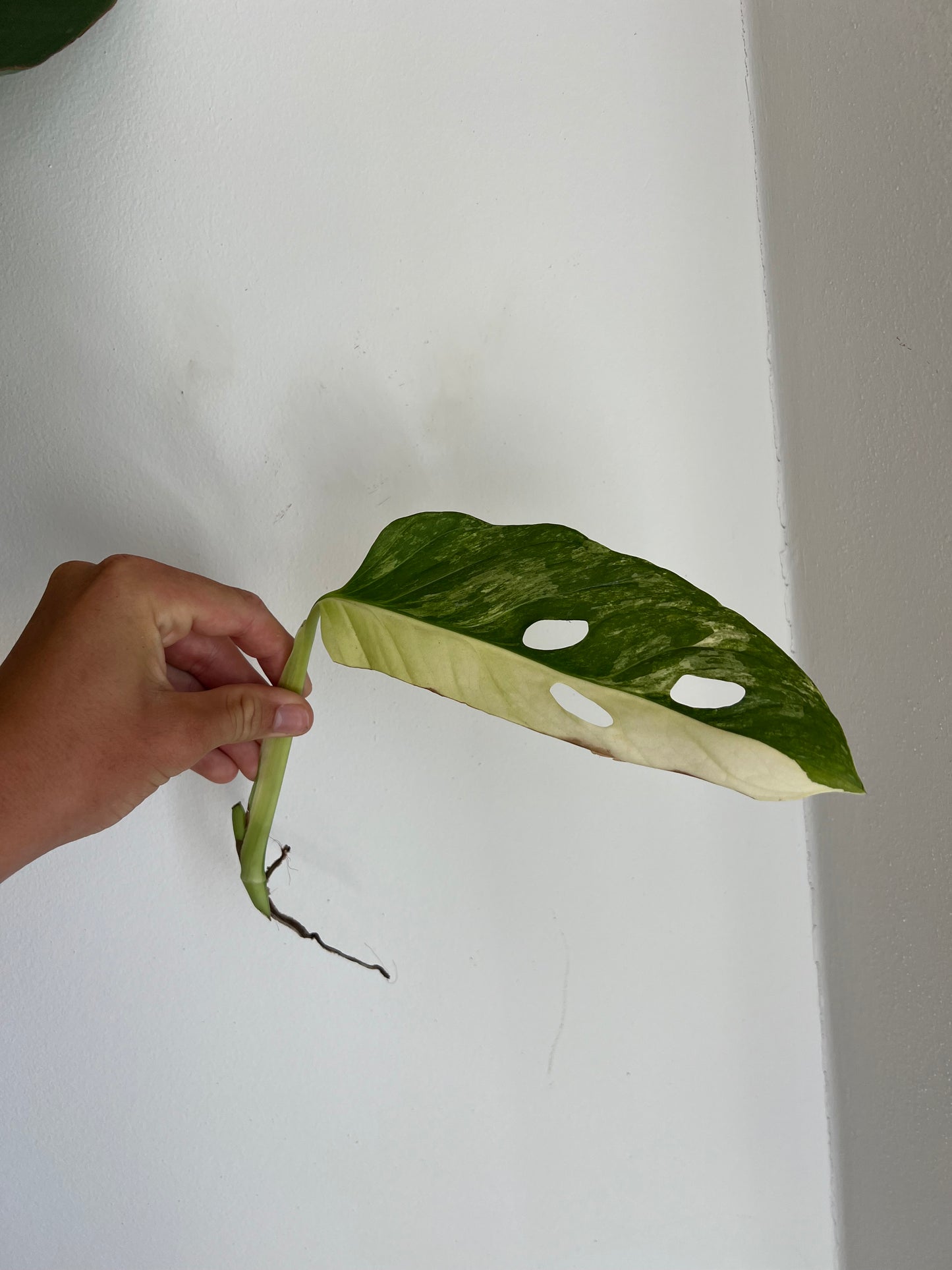 Monstera Obliqua ‘Mayuna’ Variegata