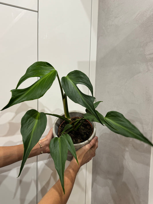 Monstera burle marx flame