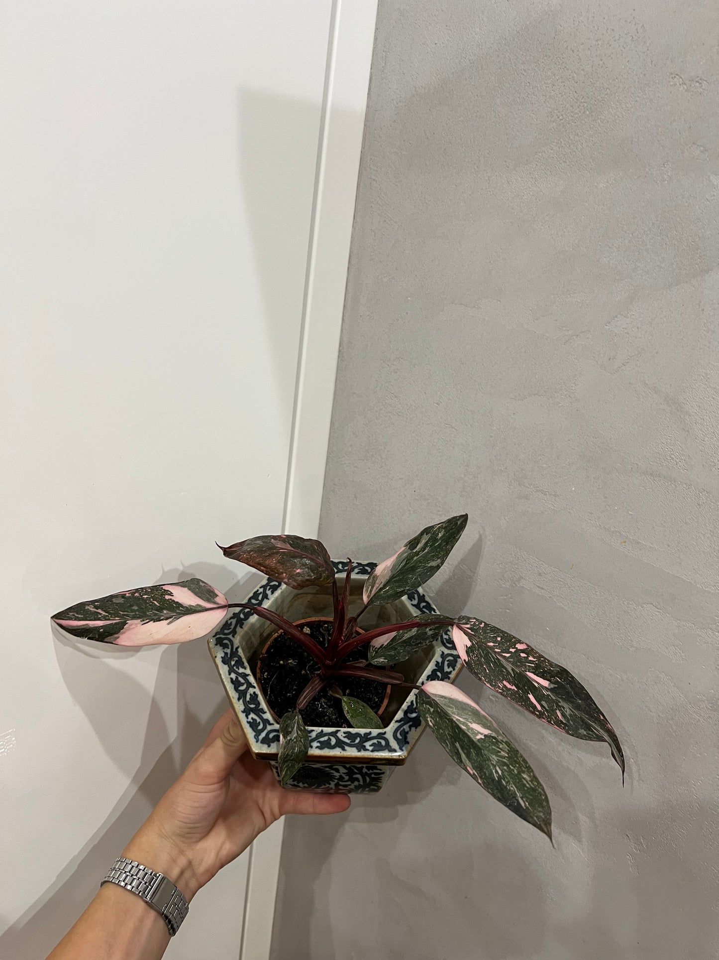 Philodendron pink princes