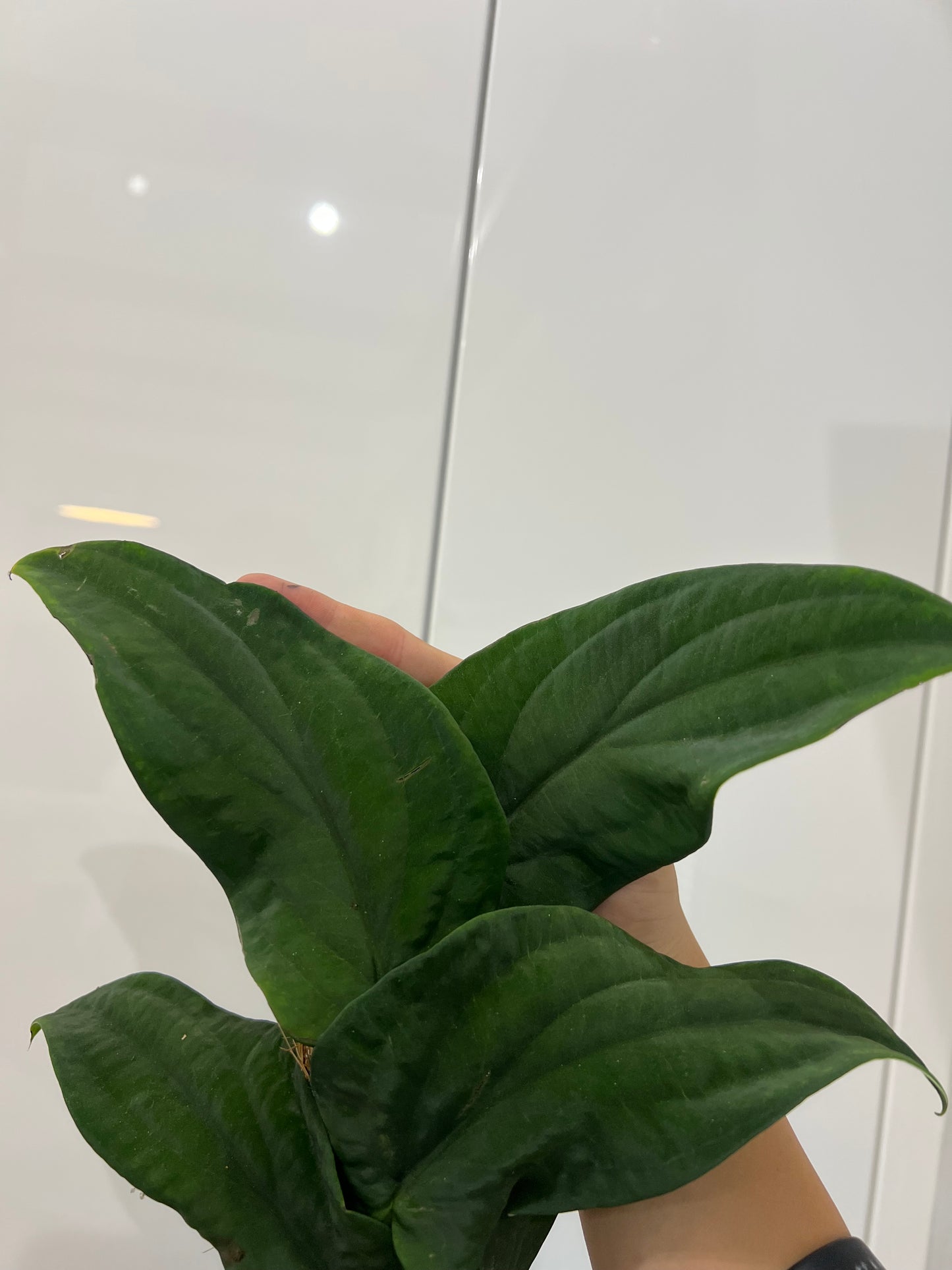 Rhaphidophora korthalsii