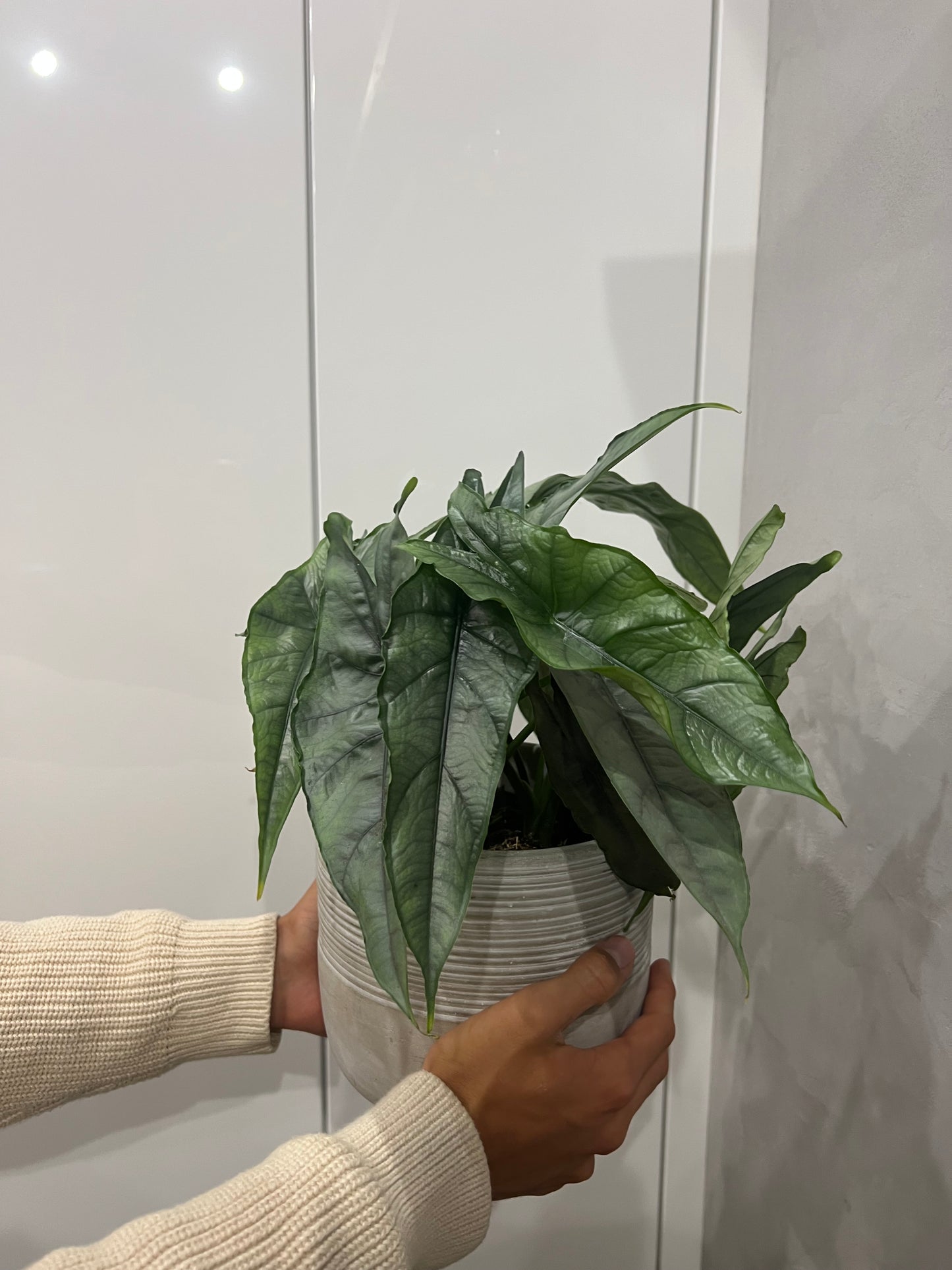 Alocasia heterophylla