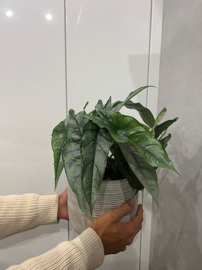 Alocasia heterophylla