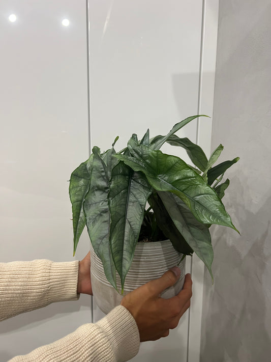 Alocasia heterophylla