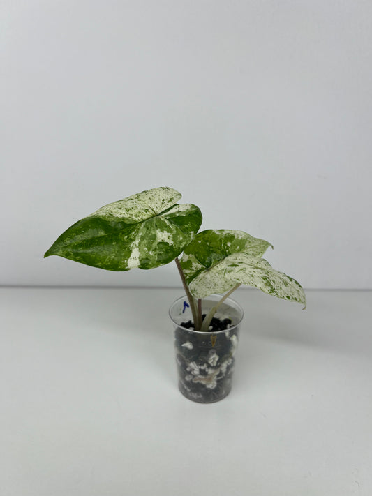 Alocasia micholitziana
