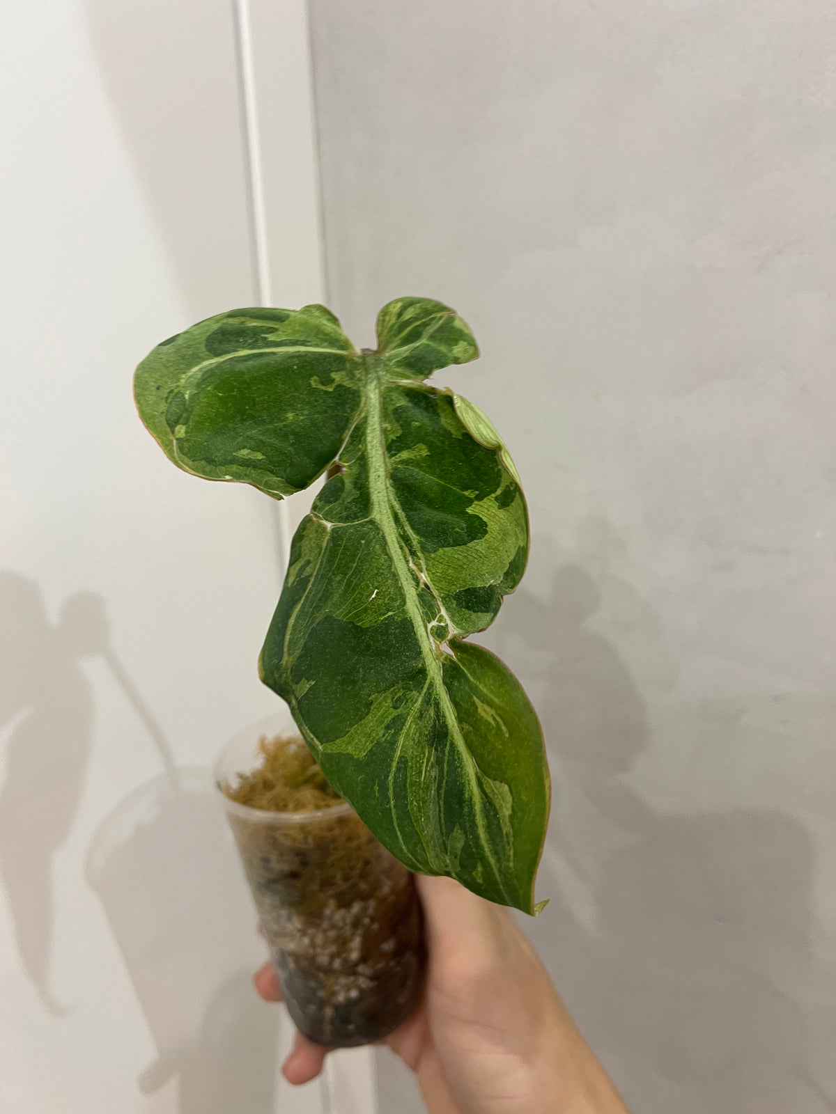 Philodendron snow leopard variegated