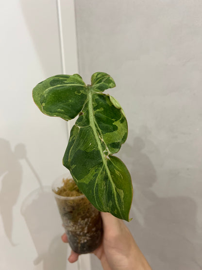 Philodendron snow leopard variegated