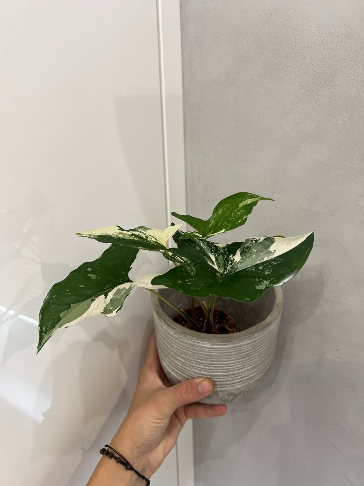 Syngonium albo
