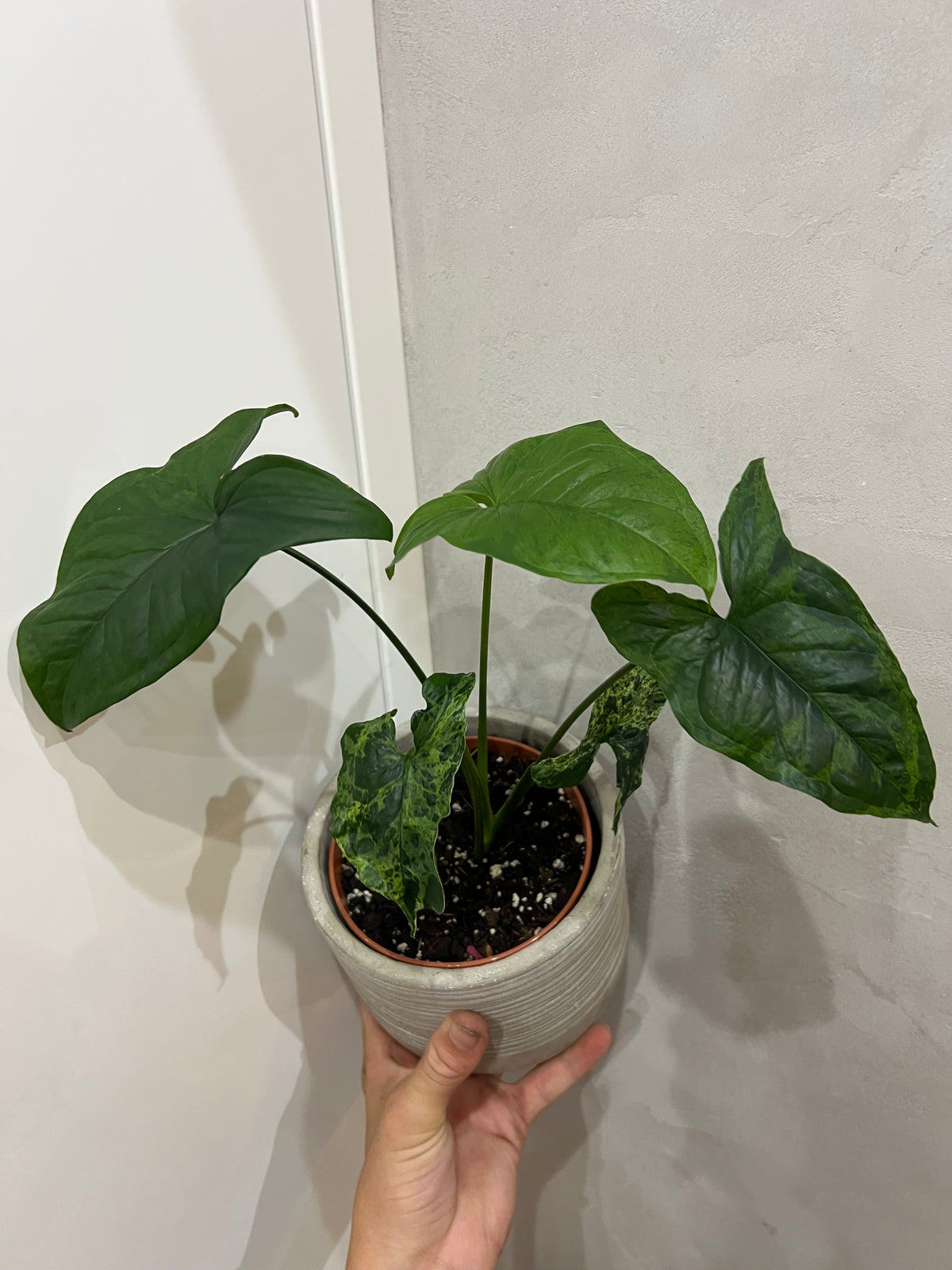 Syngonium mijito