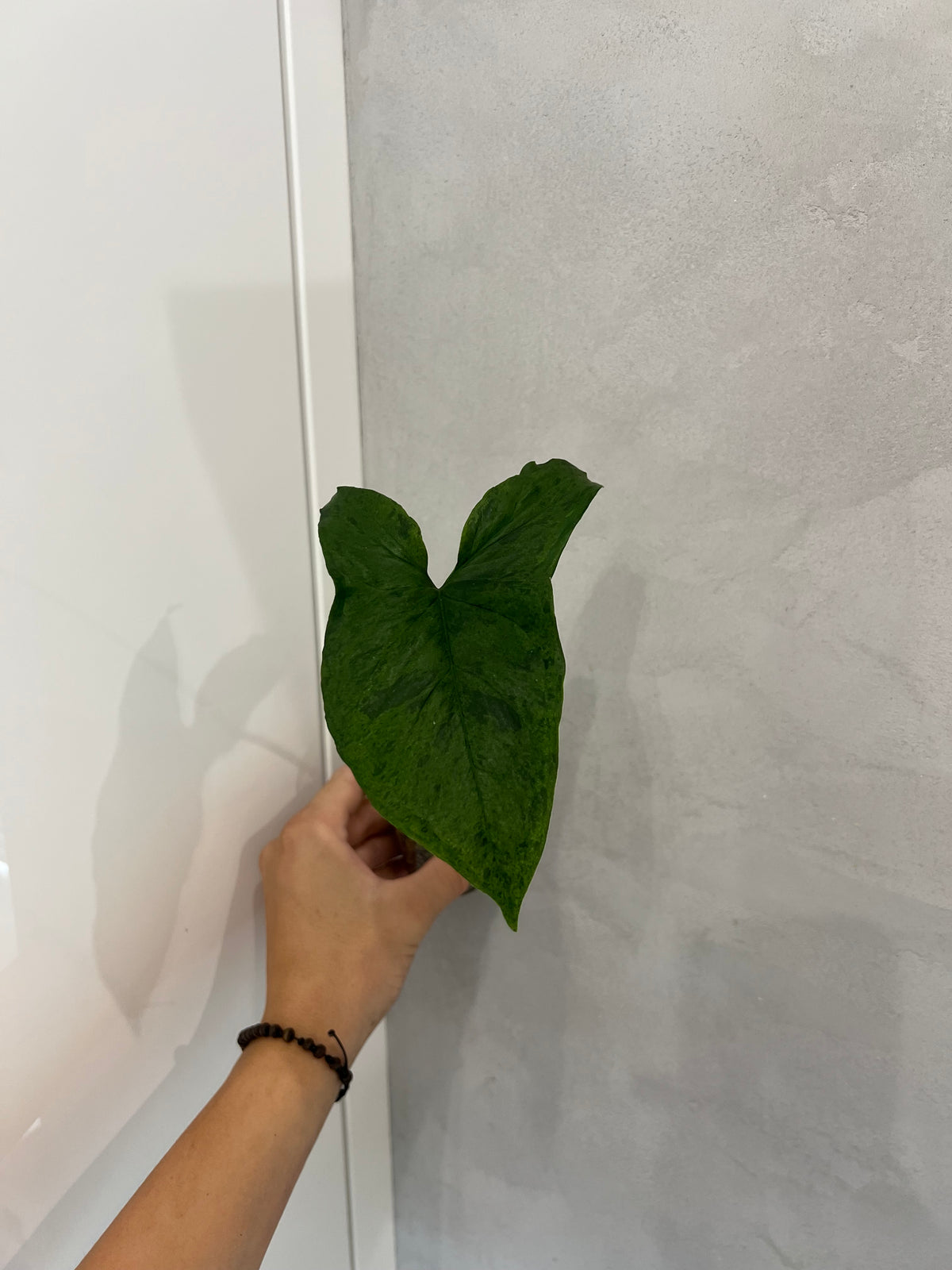 Syngonium mijito