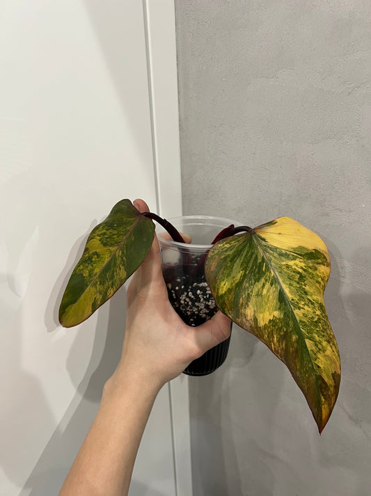 philodendron strawberry shake