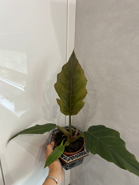Philodendron Choco empress
