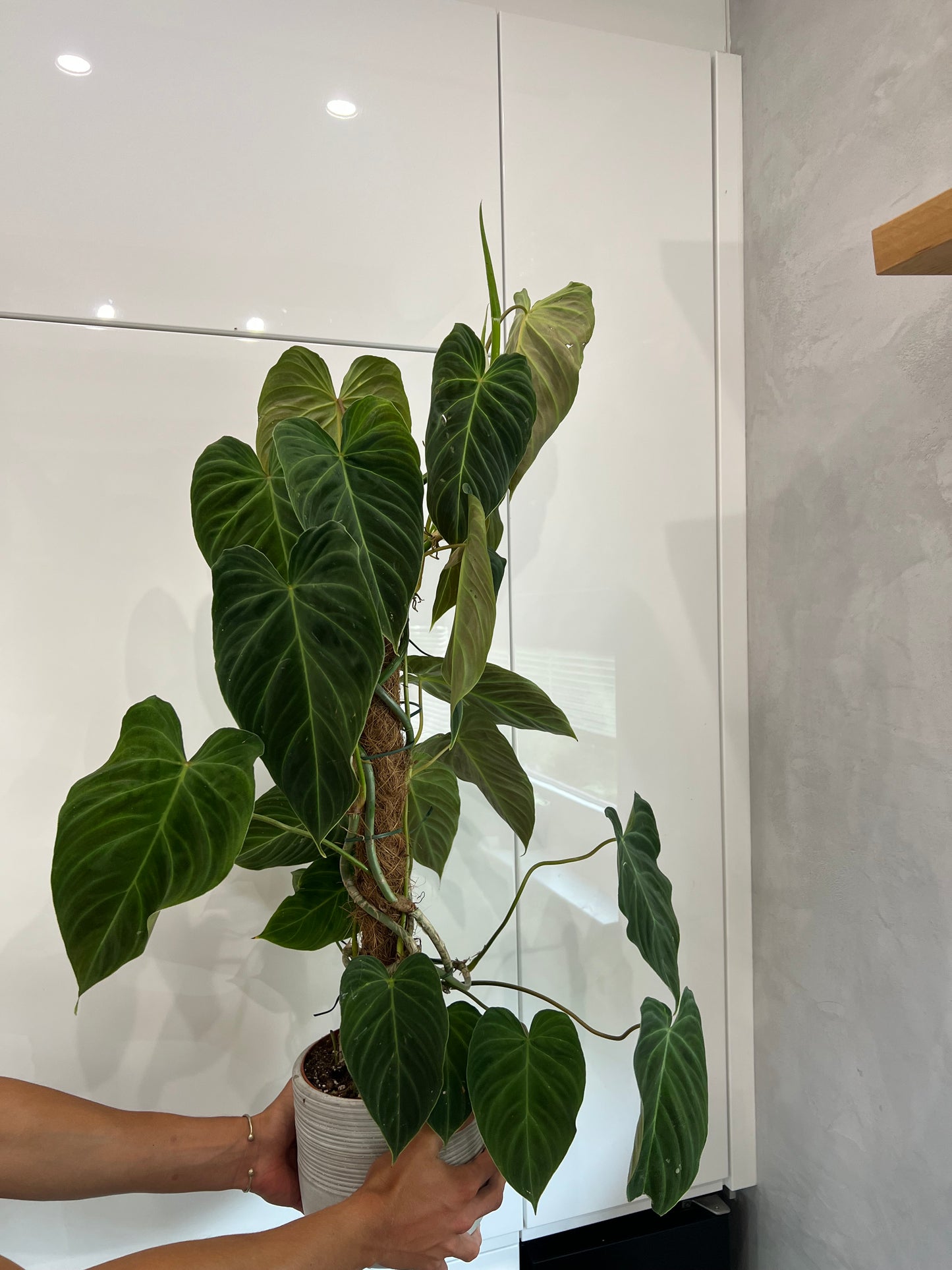 Philodendron splendid