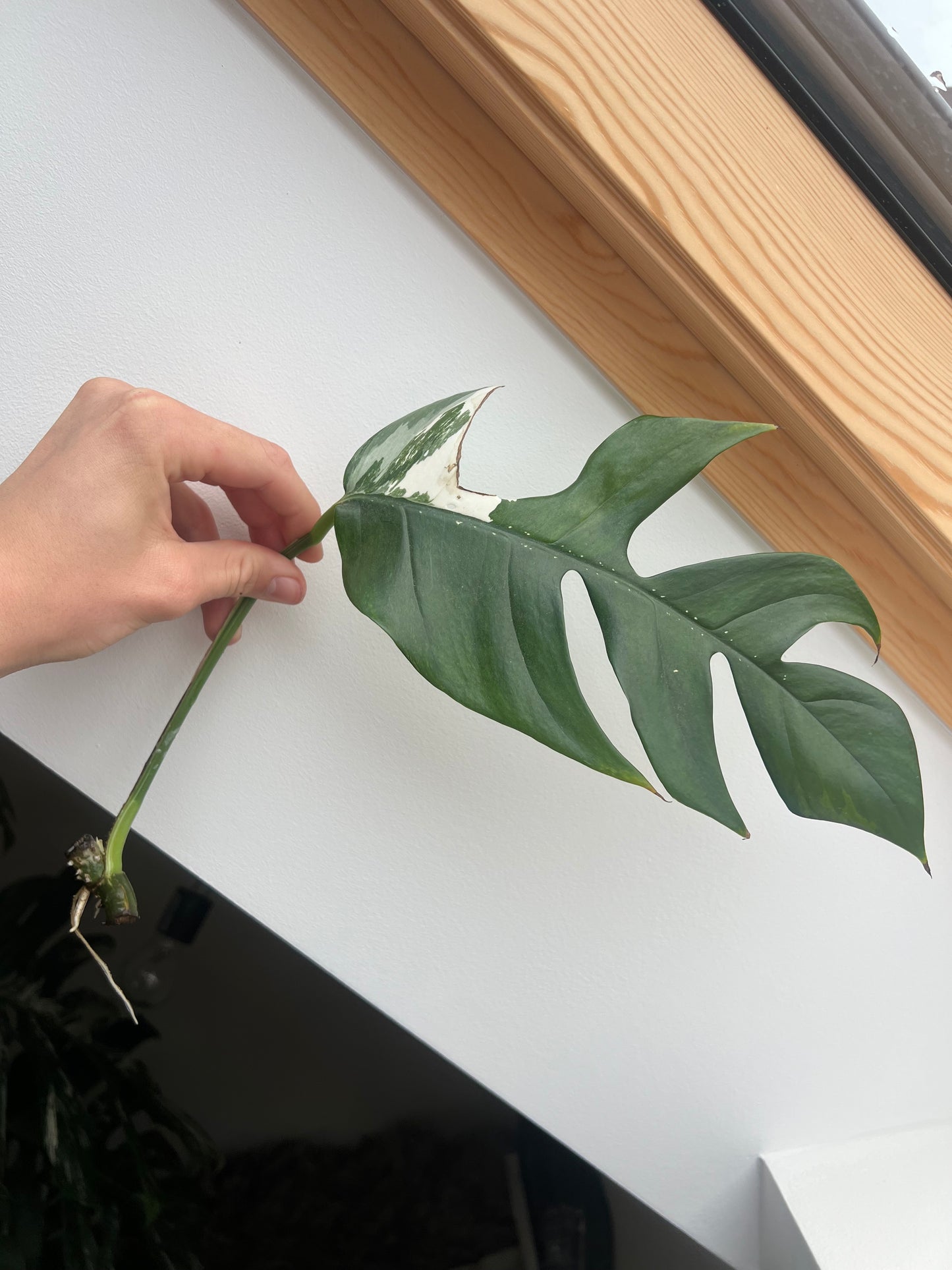 Epipremnum pinnatum albo variegated