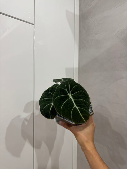 Alocasia black velvet