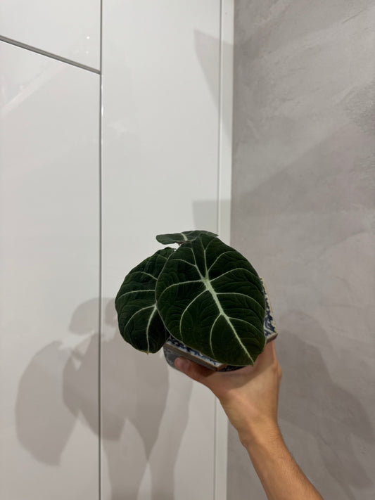 Alocasia black velvet