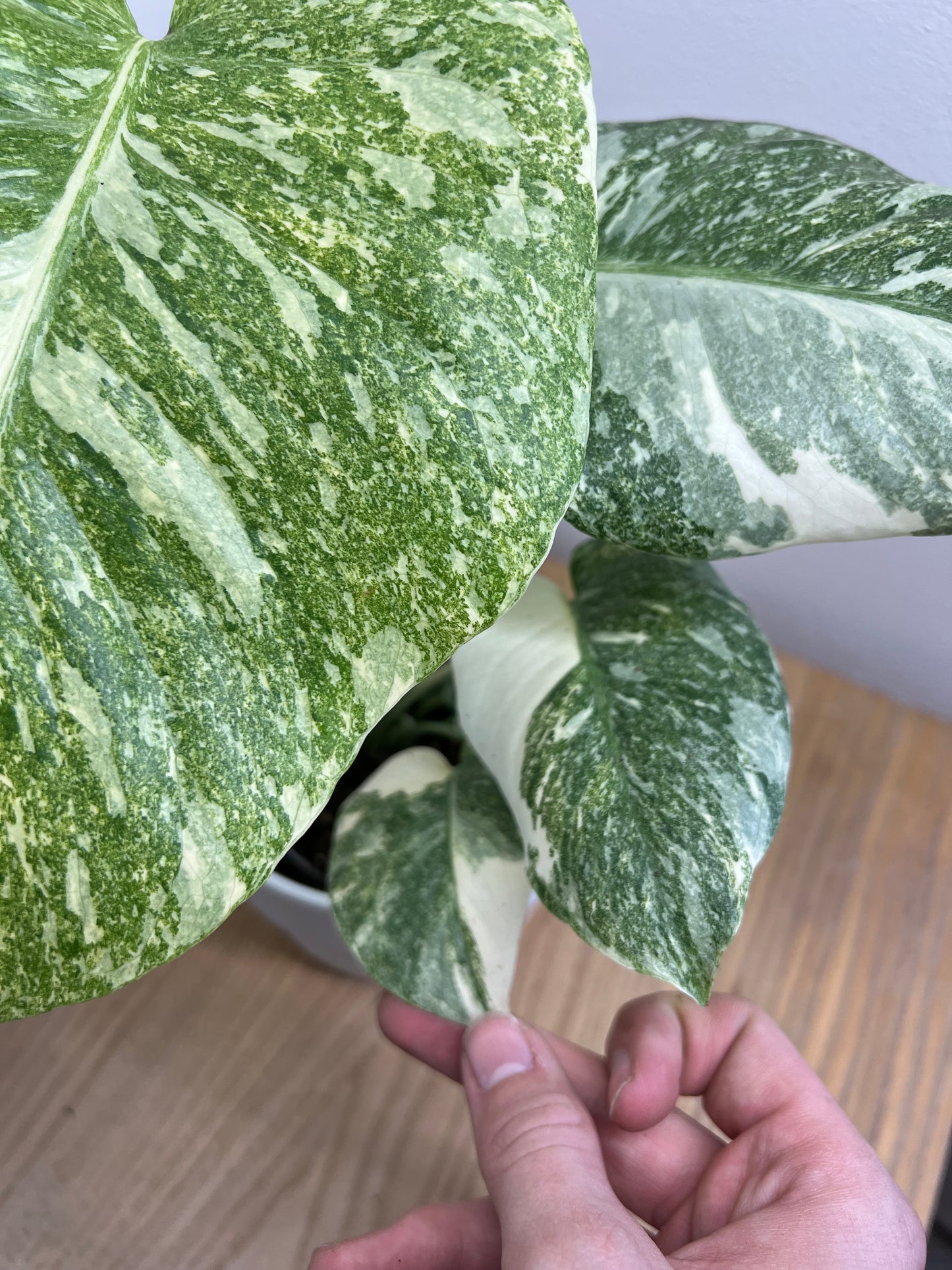 monstera creme brulee