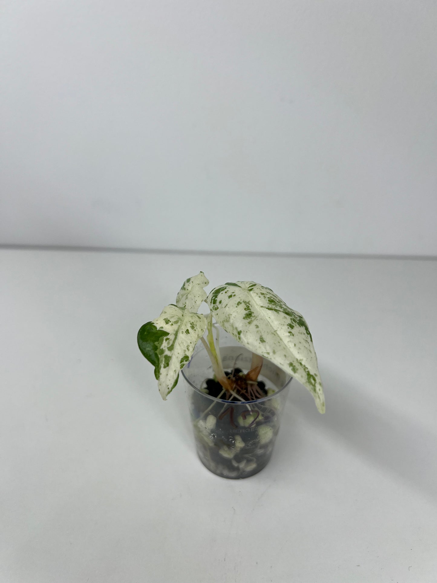 Alocasia micholitziana