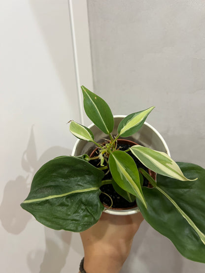 Philodendron cream splash
